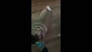 triggered pug 2 by carter28tt 3,080 views 1 year ago 1 minute, 27 seconds