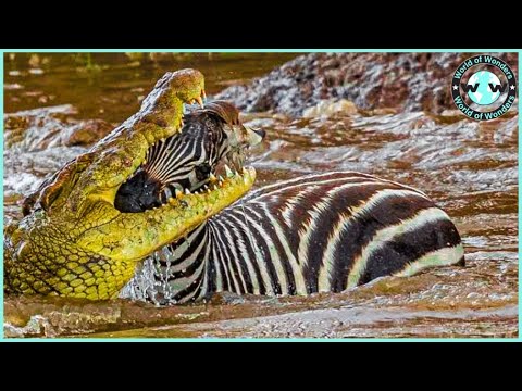 Craziest Moments!   Crocodiles Attack Zebra Mercilessly
