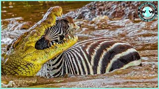 Craziest Moments!   Crocodiles Attack Zebra Mercilessly
