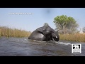 Morula the Elephant Swimming | Living With Elephants Foundation | Okavango Delta, Botswana |