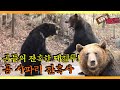 [동물농장 레전드] 절대왕권을 둘러싼 곰들의 혈투! ‘2011 곰 사파리 잔혹사’ 풀버전 다시보기 I TV동물농장 (Animal Farm) | SBS Story