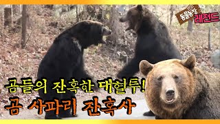 [TV 동물농장 레전드] 절대왕권을 둘러싼 곰들의 혈투! ‘2011 곰 사파리 잔혹사’ 풀버전 다시보기 I TV동물농장 (Animal Farm) | SBS Story