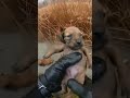 Police Officer Saves Dogs From Side of the Road❤️ #hearttouching #rescue #puppy