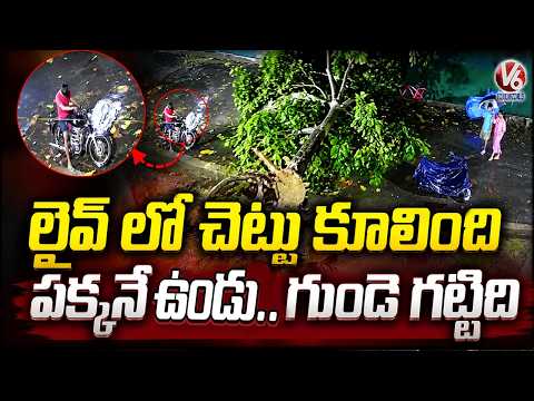 CCTV Visuals: Trees Uprooted Due To Heavy Rains In Thane Mumbai | V6 News - V6NEWSTELUGU