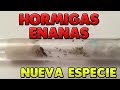 NUEVA Especie SUPER PEQUEÑA | Hormigas Pheidole Pallidula