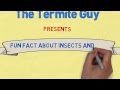 The Termite Guy presents #FUNFACTFRIDAY - Fleas
