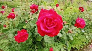 Rose collection with nature sounds!! Stunning 4K HDR Roses for Relaxing