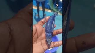 ✈️கோளா மீன் / ஆழ் கடலில் மட்டுமே கிடைக்கு மீன் ✈fly ️ trendingfish sea viralfood reelfunny