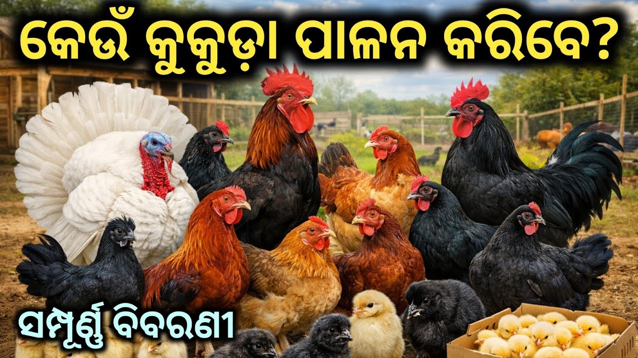 କେଉଁ କୁକୁଡ଼ା ପାଳନ କଲେ ଅଧିକ ଲାଭ? ସୋନାଲି,ଟର୍କି,ଅସିଲ, RIR,କଡକନାଥ,ବନରାଜ | Full Guide || କୃଷକ ବନ୍ଧୁ