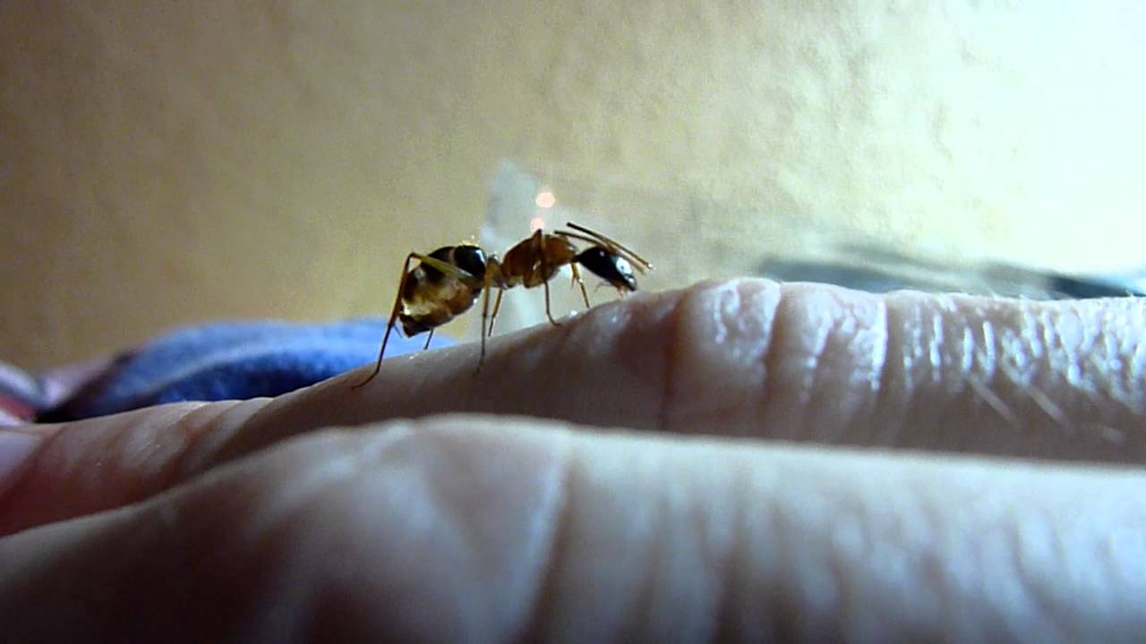 Camponotus nigriceps worker ant YouTube