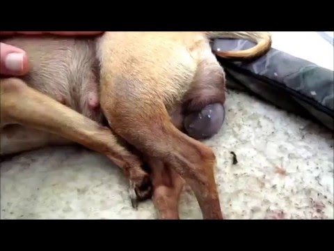 Βίντεο: Whelping - Πώς τα σκυλιά έχουν κουτάβια