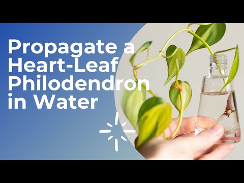Video: Kan philodendron hederaceum in water groeien?