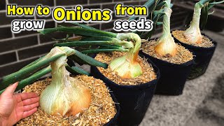 How to Grow Onions from Seed to Harvest - Step by Step