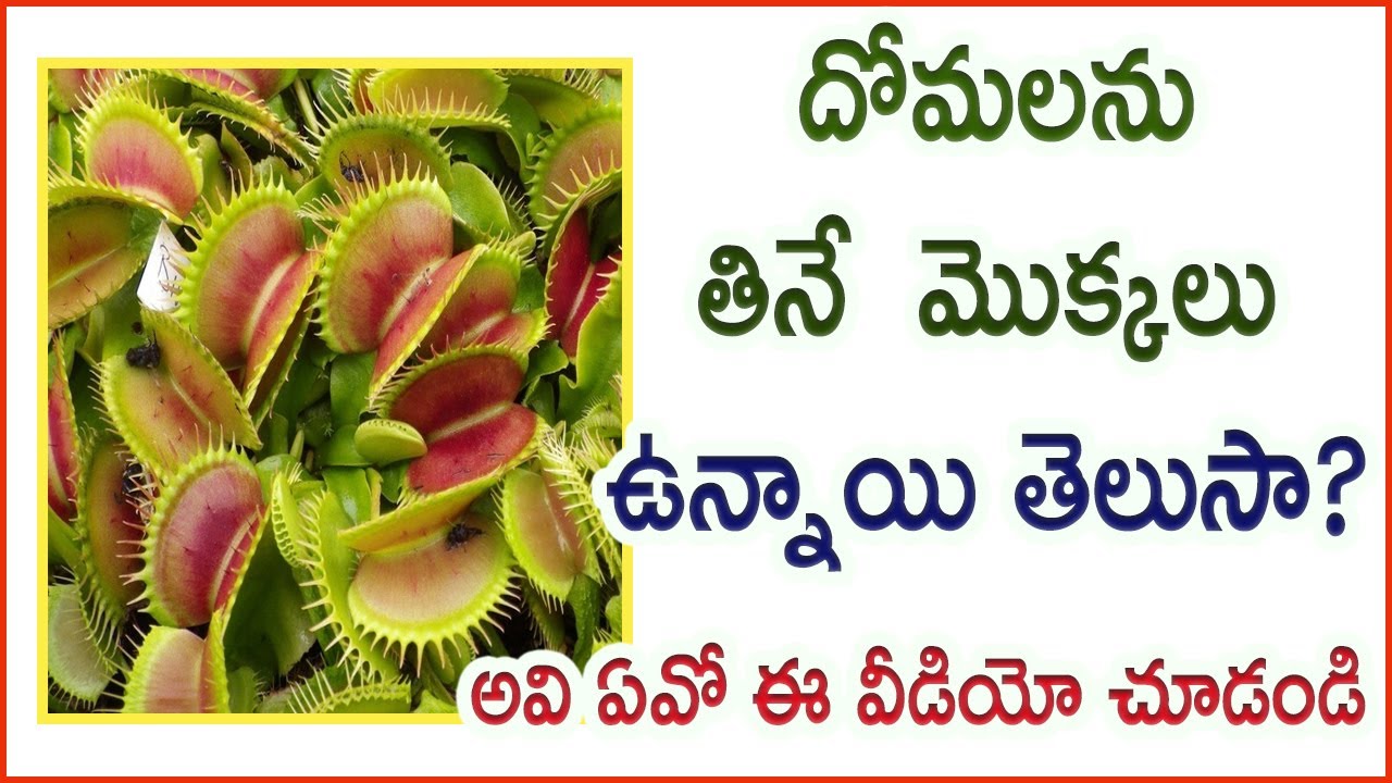 Do You Know That There Are Plants That Consume Mosquitoes Insects