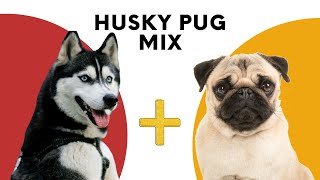 Husky Pug Mix: An Adorable Hybrid Breed That Will Melt Your Heart