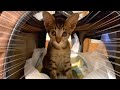 新たに子猫のこぱん君をお迎えしました!【捨て猫保護】