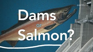 Debating Dams: What's The Best Way To Protect Salmon? by EarthFixMedia 14,014 views 6 years ago 3 minutes, 4 seconds