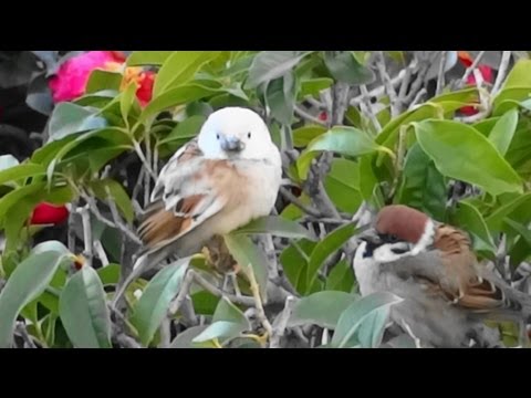 珍鳥 珍獣 白いスズメがいた アルビノ I Find A White Sparrow Youtube