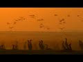 Bahrain Desert Birds | Planet Earth | BBC