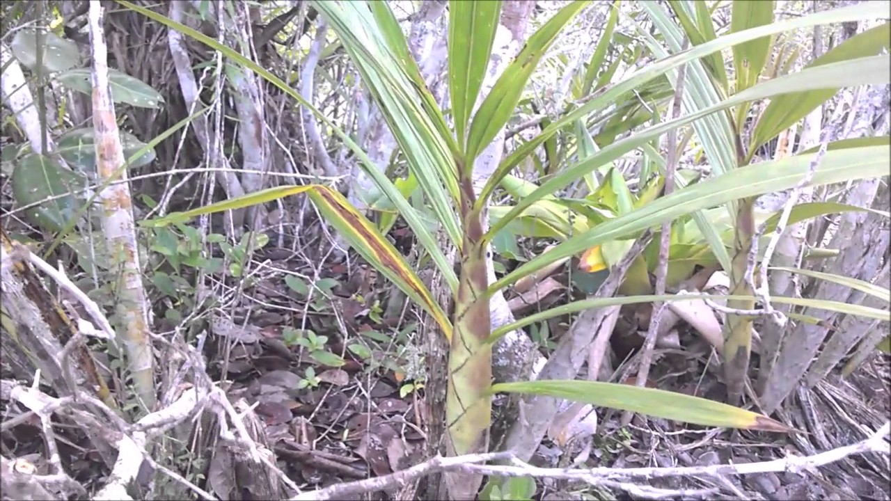 6 PARAISO DAS ORQUIDEAS CYRTOPODIUM E SOBRLALIA LILIASTRUM PARTE 2 - thptnganamst.edu.vn