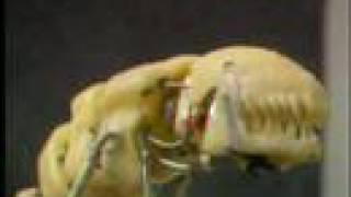 Chestburster in Aliens