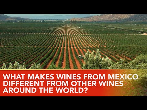 What are the Grape🍇 Varieties Of Mexico&rsquo;s Wine Country?  The Key🔑 to Mexico&rsquo;s Wine Future.