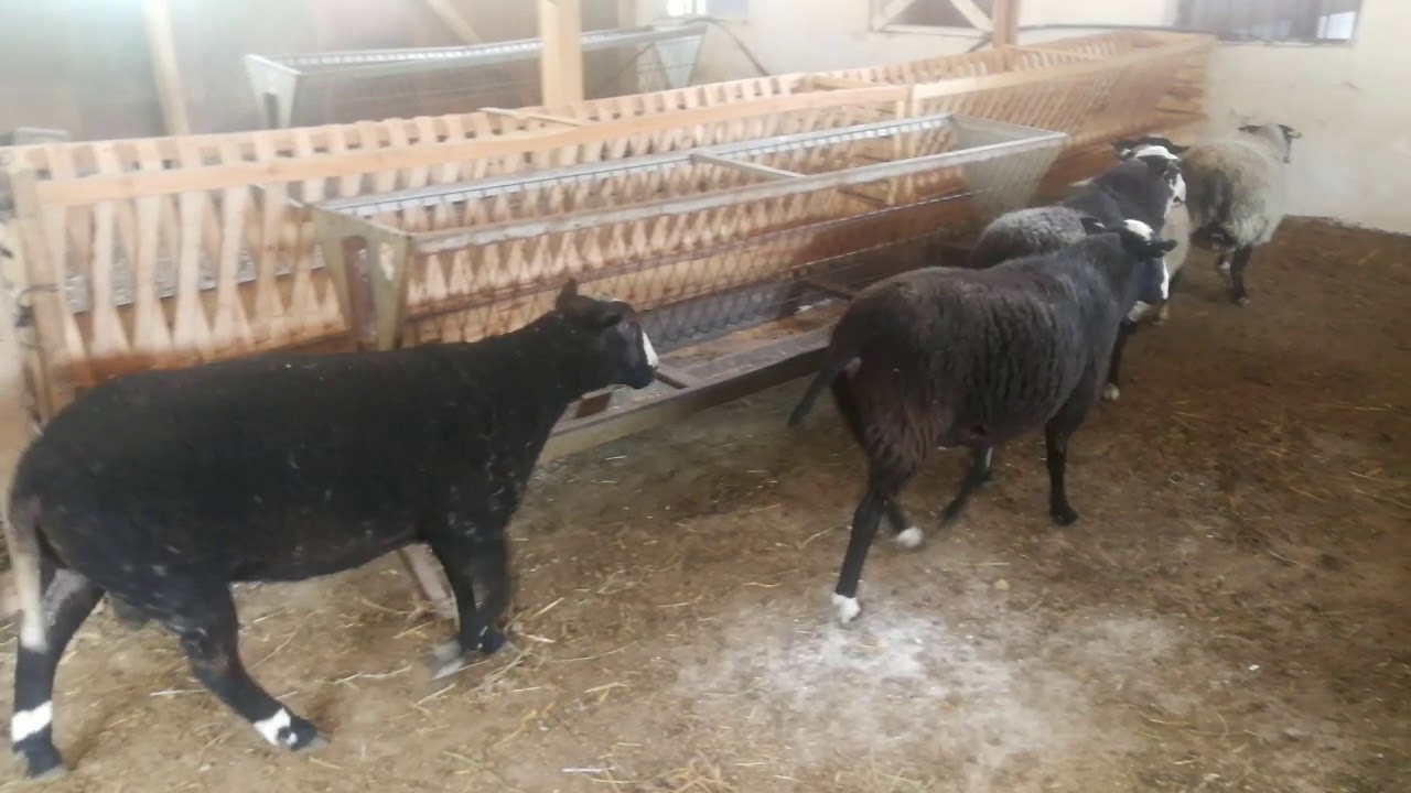 🇹🇷zwartbles koyunuve Romanov koyunu melezi urettim.