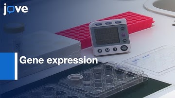 In Situ Hybridization for comparing Gene expression | Protocol Preview