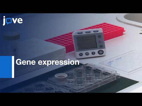 In Situ Hybridization for comparing Gene expression | Protocol Preview