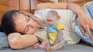 So touching! Baby monkey Su fell asleep while taking care of his sick mother