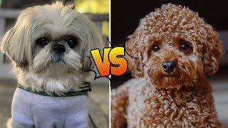 Poodle vs Shih Tzu: Unleashing the Ultimate Canine Showdown! by Animella 615 views 4 months ago 4 minutes, 59 seconds