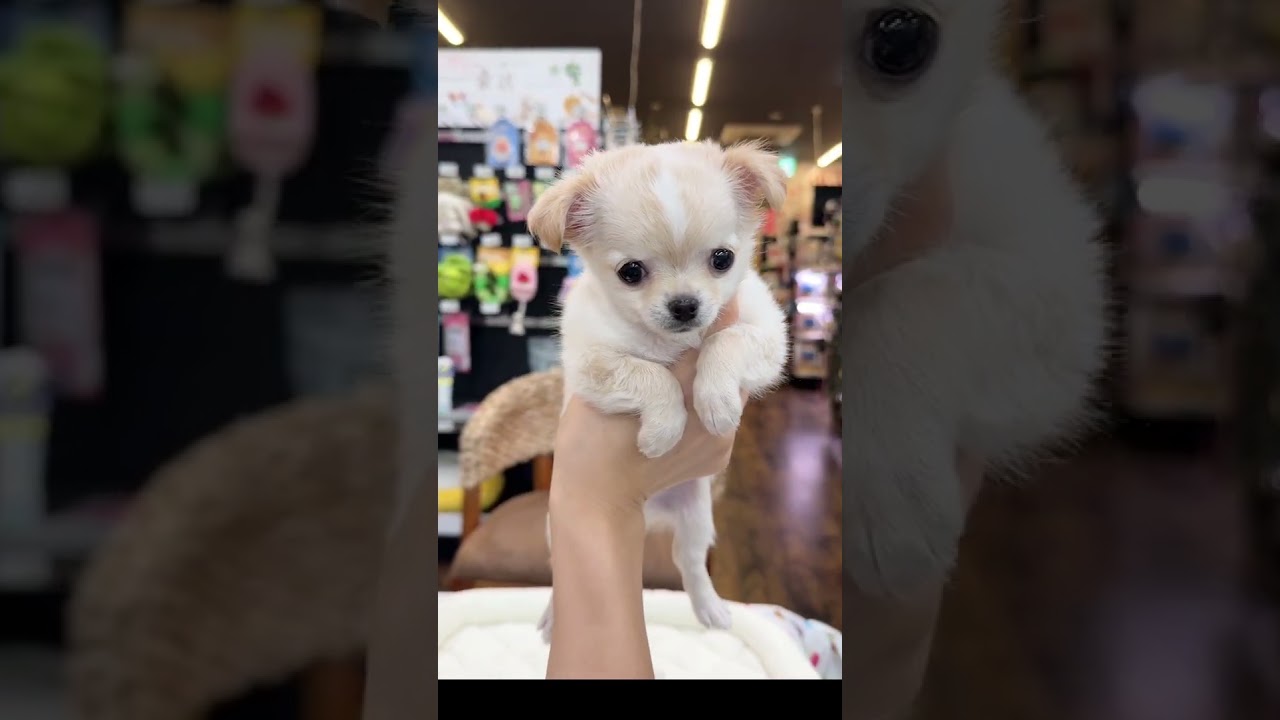 チワワ | ペットショップ マルワン 小さめ子犬 美形な子猫 初心者安心