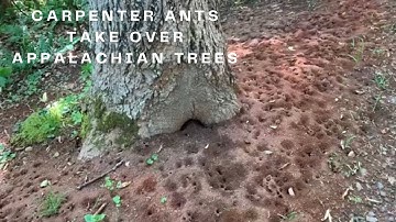 Appalachian Living - Carpenter Ant Nest in Tree