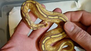 2019 Clutch 5 Post Shed Update! ENCHI SUPER STRIPE pos fire!!!