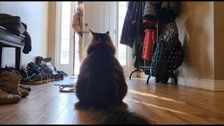 🐈 🥰🥰 How Do Cats Show Their Love When Dad Returns After Years of Separation? #cat