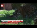 ATHEN: Hoffnung für Raubkatzen – Tiger-Drillinge sollen bedrohte Art bewahren