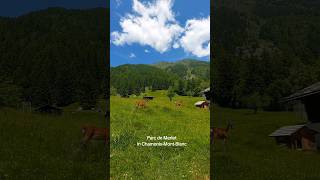 Parc de Merlet in Chamonix-Mont-Blanc 🦌🌿🏔#travel#chamonix#parcdemerle#chamonixmontblanc#frenchalps