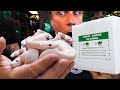 UNBOXING 22 WHITE PYTHONS!! SNAKE EGG CUTTING TOO!! | BRIAN BARCZYK