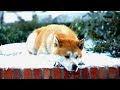 Хатико ❤ 🐶 Самые верные собаки
