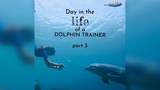 A Day in the Life of a Dolphin Trainer