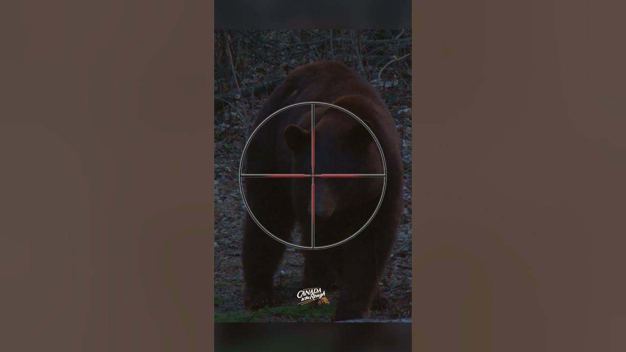 Good Shot? (Where to Shoot a Bear with a Crossbow) excaliburcrossbow 