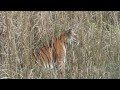 Tiger Encounters Bandhavgarh National Park.