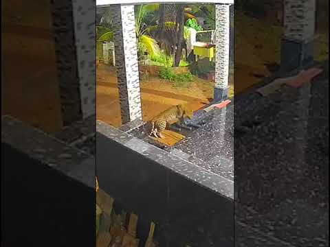 Собака перепугала леопарда! #dogs
