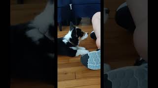 Puppy Doug Learning His First Tricks