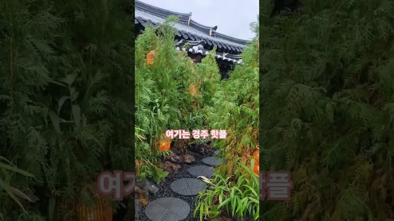 경주핫플 청수당 #shorts