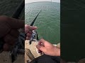 🎣 Kanama Luminous Live Shrimp Hooks - Keep live shrimp alive.