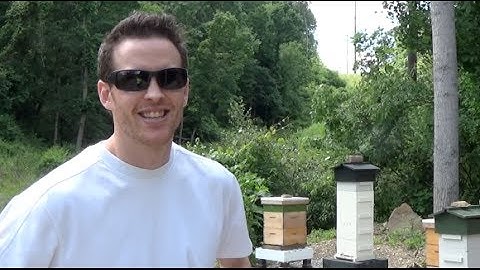 HOW TO KEEP ANTS OUT OF YOUR BEEHIVE