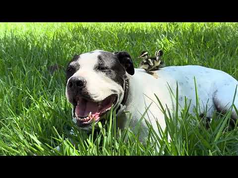 DAY 5 - 3 #Ducklings and #Pitbull #MakoTheShark #duck #ducklingadventures #cute