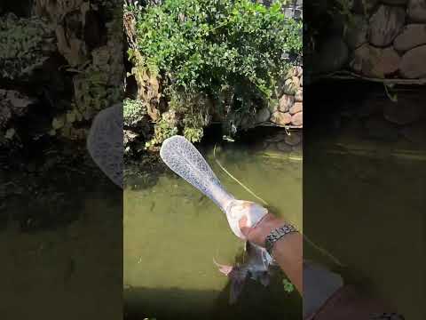 Release Spoonbill Catfish To Artificial Pool