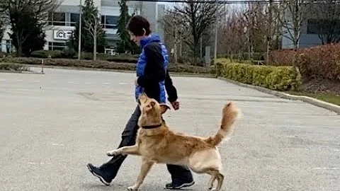 Competition Obedience Heeling with Janice Gunn